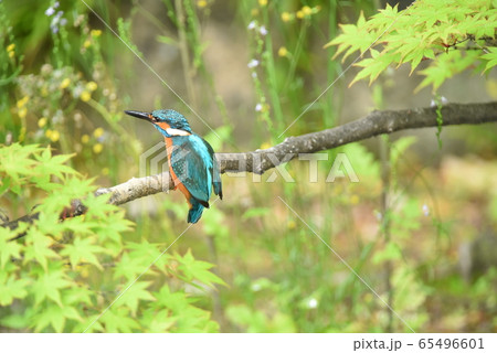 カワセミ5330 65496601