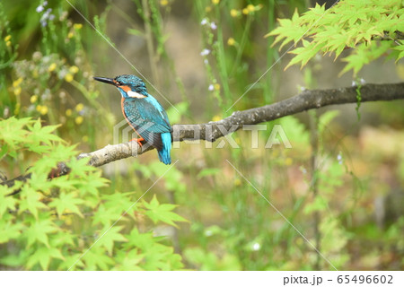 カワセミ5332 65496602