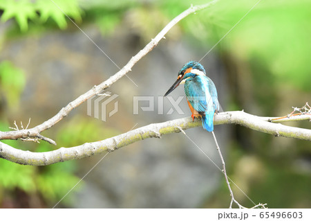 カワセミ5335- 65496603