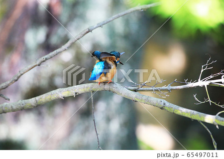 カワセミ1823 カワセミ1823 65497011