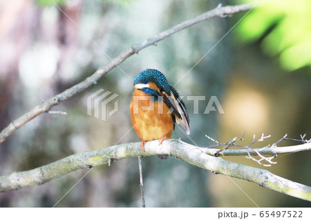 カワセミ1759- カワセミ1759- 65497522