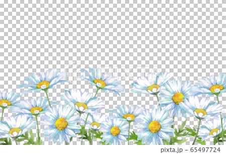 Shaster daisy watercolor 65497724