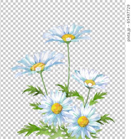 シャスターデージーの花の水彩画 65497729
