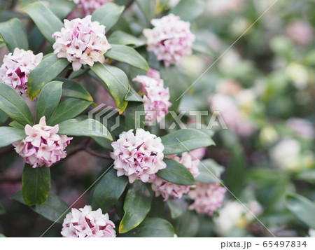 春を告げる沈丁花 春を告げる沈丁花 65497834
