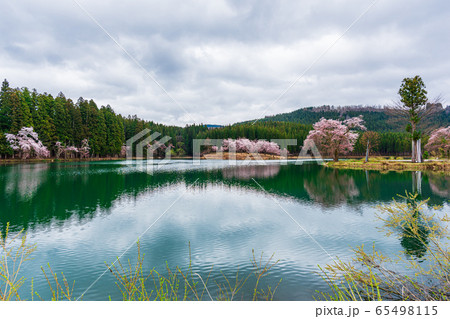中子の満開桜、Cherry blossom in full bloom at Nakakgo 中子の満開桜、Cherry blossom in full bloom at Nakakgo 65498115