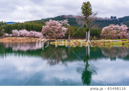 中子の満開桜、Cherry blossom in full bloom at Nakakgo 中子の満開桜、Cherry blossom in full bloom at Nakakgo 65498116
