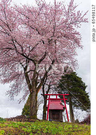満開の桜と祠、鳥居 Cherry blossom in full bloom 満開の桜と祠、鳥居 Cherry blossom in full bloom 65498117