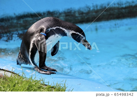 フンボルトペンギン フンボルトペンギン 65498342