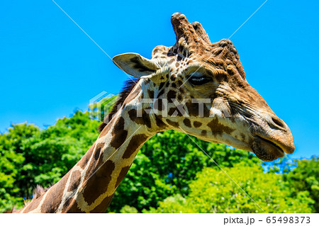 アミメキリン　【動物】 65498373