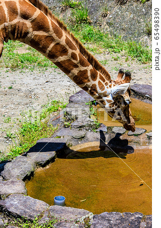 アミメキリン　【動物】 65498390