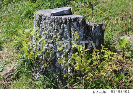 クヌギのひこばえ クヌギのひこばえ 65498401