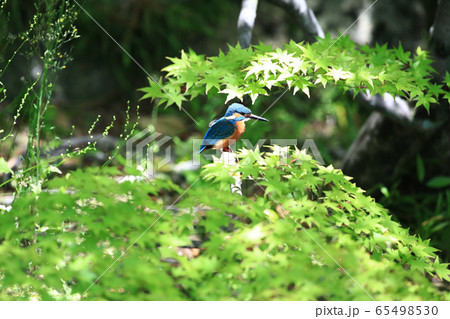 カワセミ1531 カワセミ1531 65498530