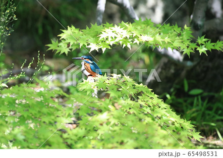 カワセミ1541 65498531