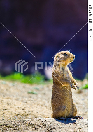 オグロプレーリードッグ　【動物】 65498588