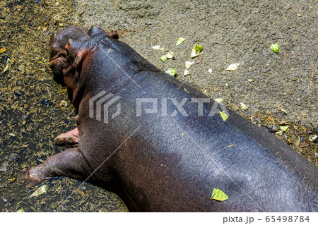 カバ 動物 の写真素材