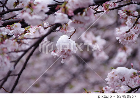 春の重雪と桜 撮影場所:恩田川(東京都町田市) 春の重雪と桜 撮影場所:恩田川(東京都町田市) 65498857