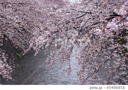 春の雪と桜 撮影場所:恩田川(東京都町田市) 春の雪と桜 撮影場所:恩田川(東京都町田市) 65498858