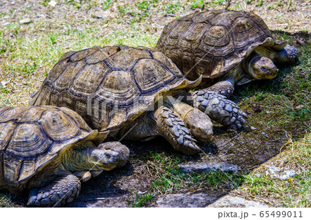 ケヅメリクガメ 【動物】 ケヅメリクガメ 【動物】 65499011