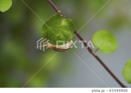 ワイヤープランツとナメクジ ワイヤープランツとナメクジ 65499906