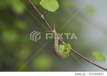 ワイヤープランツとナメクジ ワイヤープランツとナメクジ 65499907