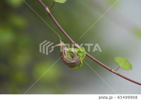 ワイヤープランツとナメクジ ワイヤープランツとナメクジ 65499908