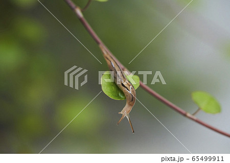 ワイヤープランツとナメクジ 65499911