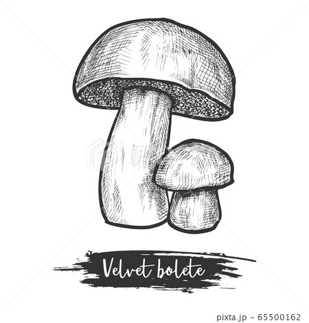 Sketch vector illustration or icon of mushroom Sketch vector illustration or icon of mushroom 65500162