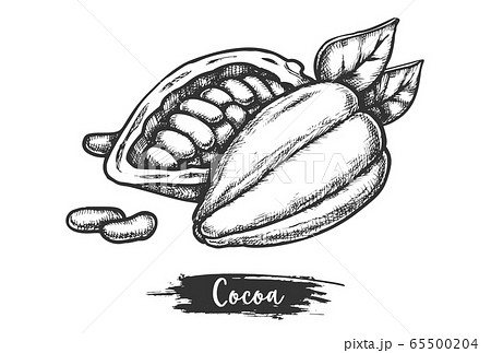 Sliced Cacao Fruit And Beans Sketch Of Cocoa Podのイラスト素材