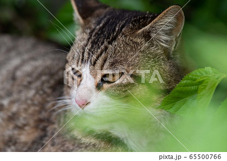 緑の中の猫ちゃん キジトラ猫 緑の中の猫ちゃん キジトラ猫 65500766