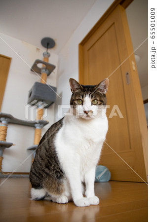 猫と暮らす　キジトラ猫 65501009