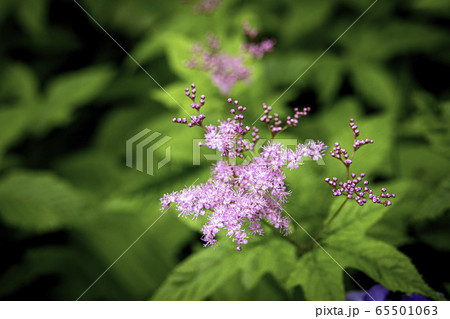 京鹿の子 65501063