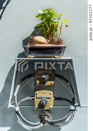 Fleshy root and leaves of Korean sweet potato planting in the tray decorated with dry pine seeds to form Bonsai tree use for ornamental garden on the warship. 65501277