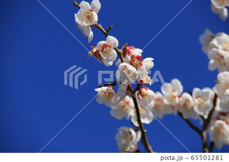 梅の花と青空 梅の花と青空 65501281