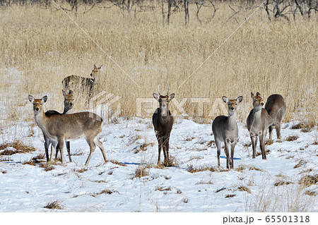 釧路湿原のエゾシカ 65501318