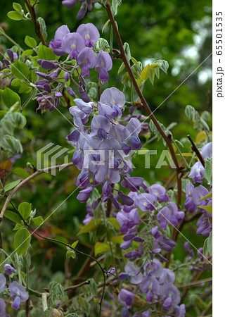 野生の藤　花　風景 65501535