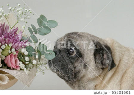 Pug dog smelling a hand bouquet flowers. 65501601