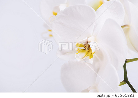 A beautiful and elegant white phalaenopsis orchid with fuchsia lips on a white background A beautiful and elegant white phalaenopsis orchid with fuchsia lips on a white background 65501833