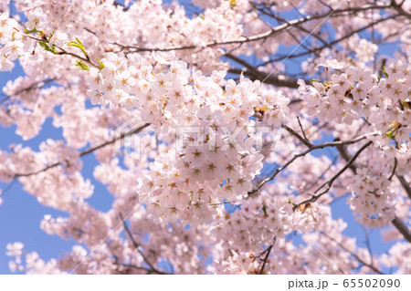 北海道 札幌市郊外の満開の桜 北海道 札幌市郊外の満開の桜 65502090