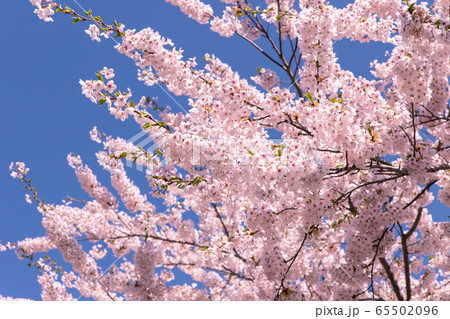 北海道 札幌市郊外の満開の桜 北海道 札幌市郊外の満開の桜 65502096