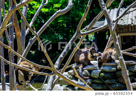 フサオマキザル　【動物】 65502354