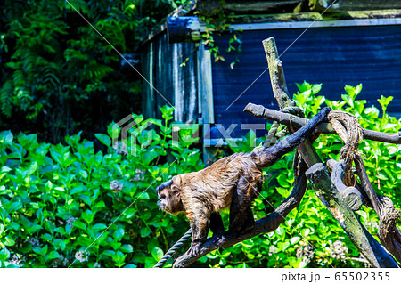 フサオマキザル　【動物】 65502355