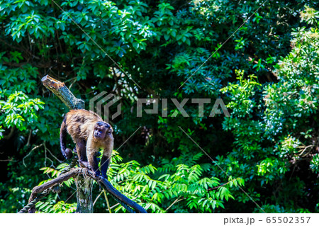 フサオマキザル　【動物】 65502357