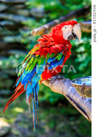 ベニコンゴウインコ　【動物鳥類】 65502436