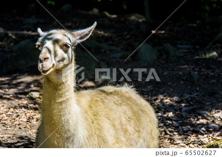 ラマ 【動物】 ラマ 【動物】 65502627