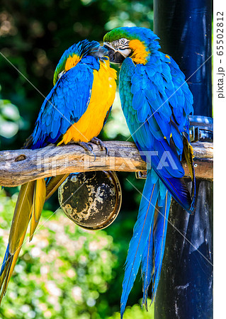 ルリコンゴウインコ 【動物鳥類】の写真素材 [65502812] - PIXTA