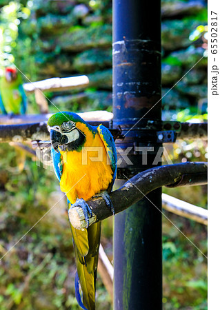 ルリコンゴウインコ 【動物鳥類】 ルリコンゴウインコ 【動物鳥類】 65502817