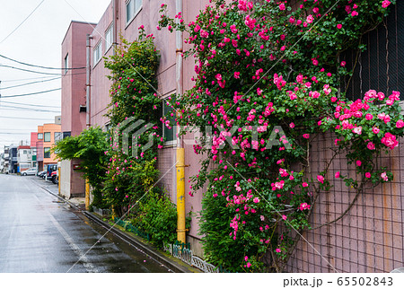 雨の街角スナップ 5月の薔薇 雨の街角スナップ 5月の薔薇 65502843