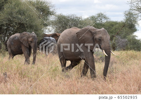 アフリカゾウ（タランギーレ国立公園、タンザニア） 65502935