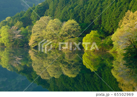 桜咲く新緑の室生湖（奈良県宇陀市） 65502969
