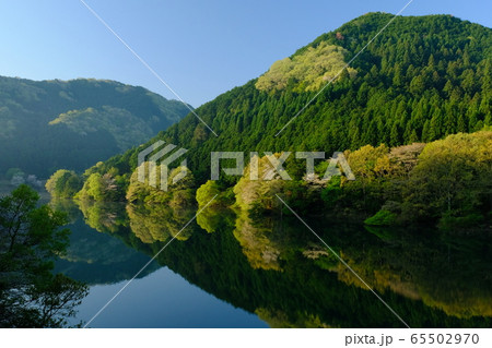 桜咲く新緑の室生湖(奈良県宇陀市) 桜咲く新緑の室生湖(奈良県宇陀市) 65502970
